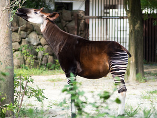 Okapi © jjoja