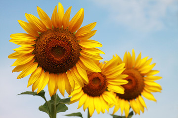 Fototapeta premium 3 sunflowers