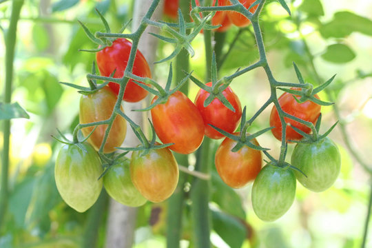 pomodori- dattero su pianta