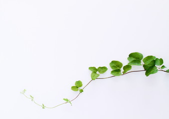 緑のつる草の背景