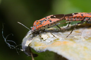 Cotton Stainer Bug