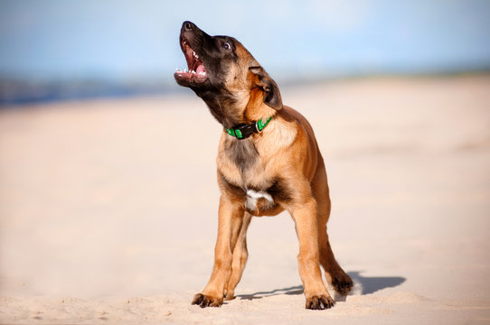 malinois belgian shepherd puppy barking on the beach