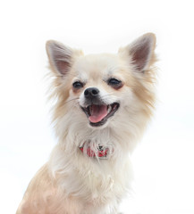 Obraz premium chihuahua portrait in front of white background