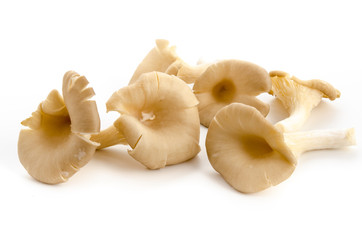 Austernpilze