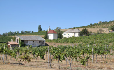 Fototapeta na wymiar Weinanbau bei Badacsony am Balaton in Ungarn