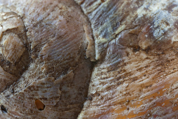 Snail Shell Background