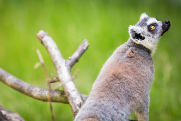 Fototapeta premium Lemur kata (Lemur catta)