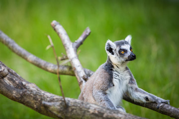 Obraz premium Lemur kata (Lemur catta)