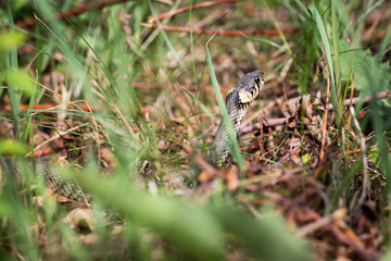 Naklejka premium Grass snake (Aka Water snake; Natrix Natrix)
