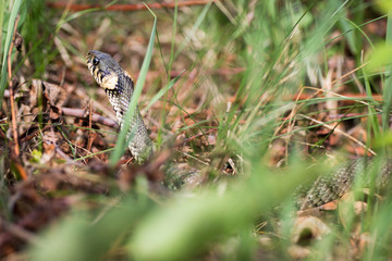 Grass snake (Aka Water snake; Natrix Natrix)