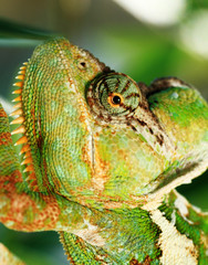 Chamaeleo calyptratus