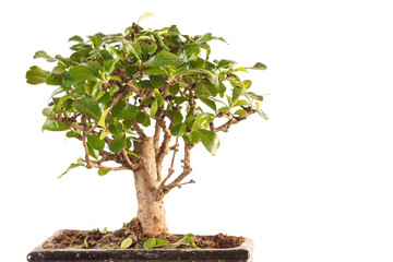 bonsai tree