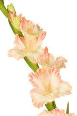 branch of pale pink gladiolus on white background close-up