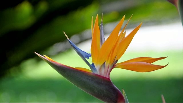 flower,nature,strelitzia