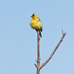 Ruffled Goldfinch