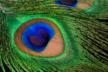 Fototapeta premium peacock feather close-up