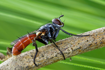 Tochinidae Cylindromia