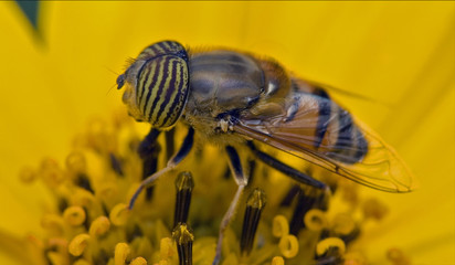 Dipterans