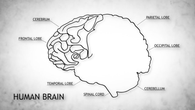 The human brain structure animation illustration