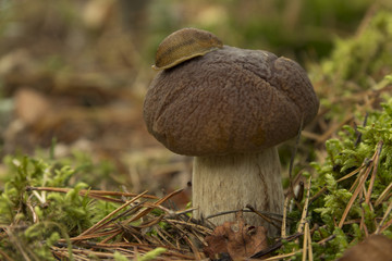 Snail on mushrooms
