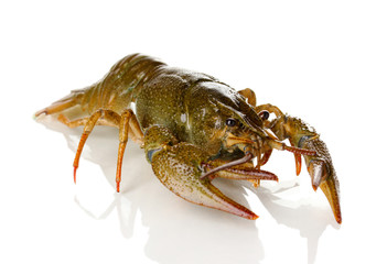 Alive crayfish isolated on white close-up