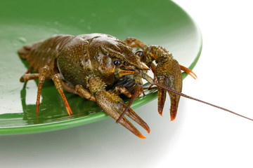 green crayfish on the plate on white background close-up
