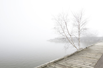 Pier and white birch trees on foggy lake