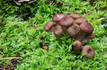 Armillaria mellea