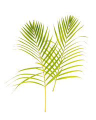 green palm