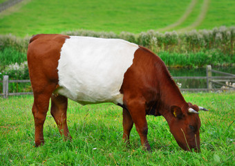 Krowa z pasem