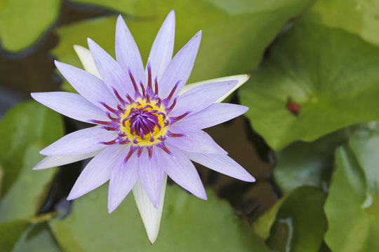 water lily with lotus leaf