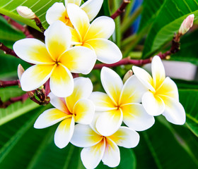Obraz na płótnie Canvas Białe frangipani