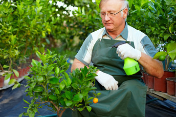 senior man, gardener cares for citrus plants in greenhouse