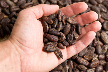 handful of cacao beans