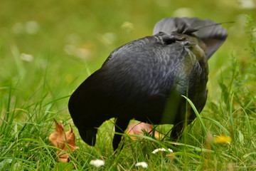 corbeau 1 © jujud3100
