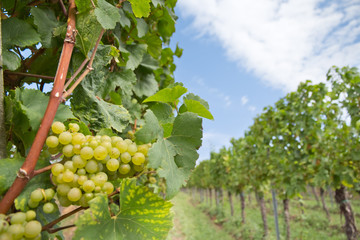 Weinanbau in Deutschland