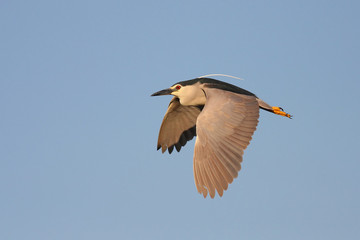 Night Heron