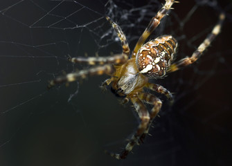 Closeup of a cross spider in its web