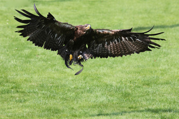 Steinadler