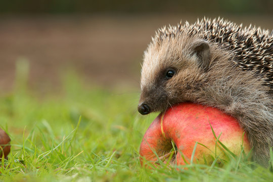 Igel mit Apfel