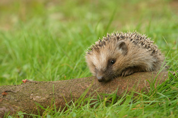 Igel am Baumstamm