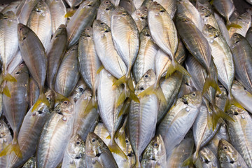 Mackerels fish arranges in the basket at the seafood market