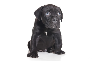 Cane Corso Italiano on white
