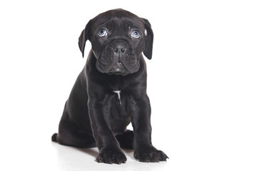 Cane Corso Italiano on white