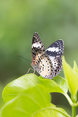 butterfly feeding  in sunny summer garden