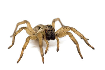 spider