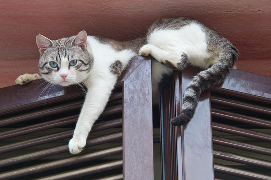 Cat Climbing Window.