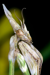 mantis