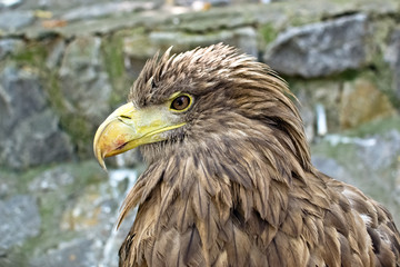 eagle
