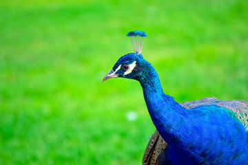 Obraz premium beautiful peacock on green grass